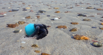 Heremietkreeft heeft een plastic dopje als huisje